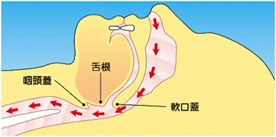 健常人の気道